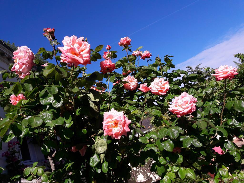 Le Vieux Vauvert Bed & Breakfast โรเชอร์กอร์บง ภายนอก รูปภาพ